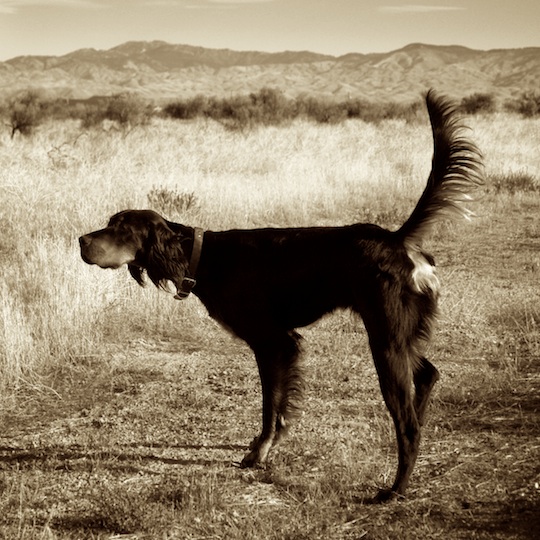 Tallgrass Gordon Setters